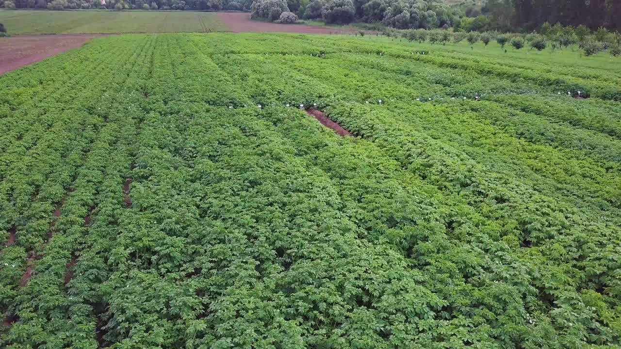 vista aérea del campo de patatas