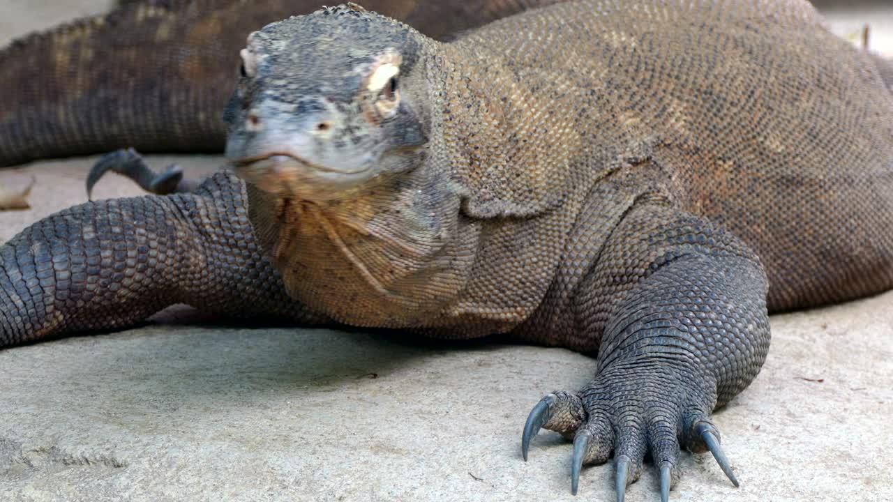 retrato de un dragón de komodo (varanus komodoensis).