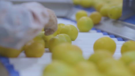 lemons processing in a factory