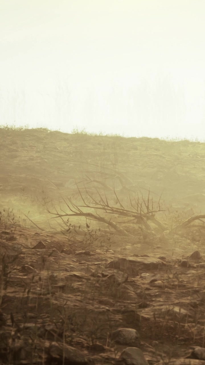 Landscape with dry ground and dead tree branches under bright sky