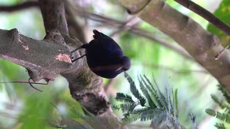 un pájaro de trucho silbante javan se alza en un árbol y está cubierto de unas pocas raíces colgantes mientras observa la ubicación de la comida