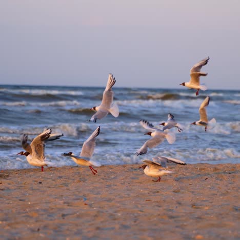 seagulls on sea beach