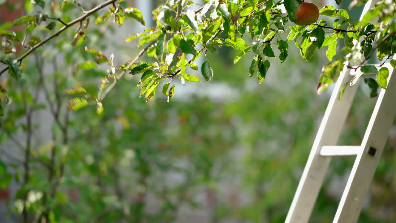 Apple crop or harvesting. Male seasonal worker picks ripe, juicy apples from tree in farm orchard. Close-up. Autumn sunny day. Agriculture.