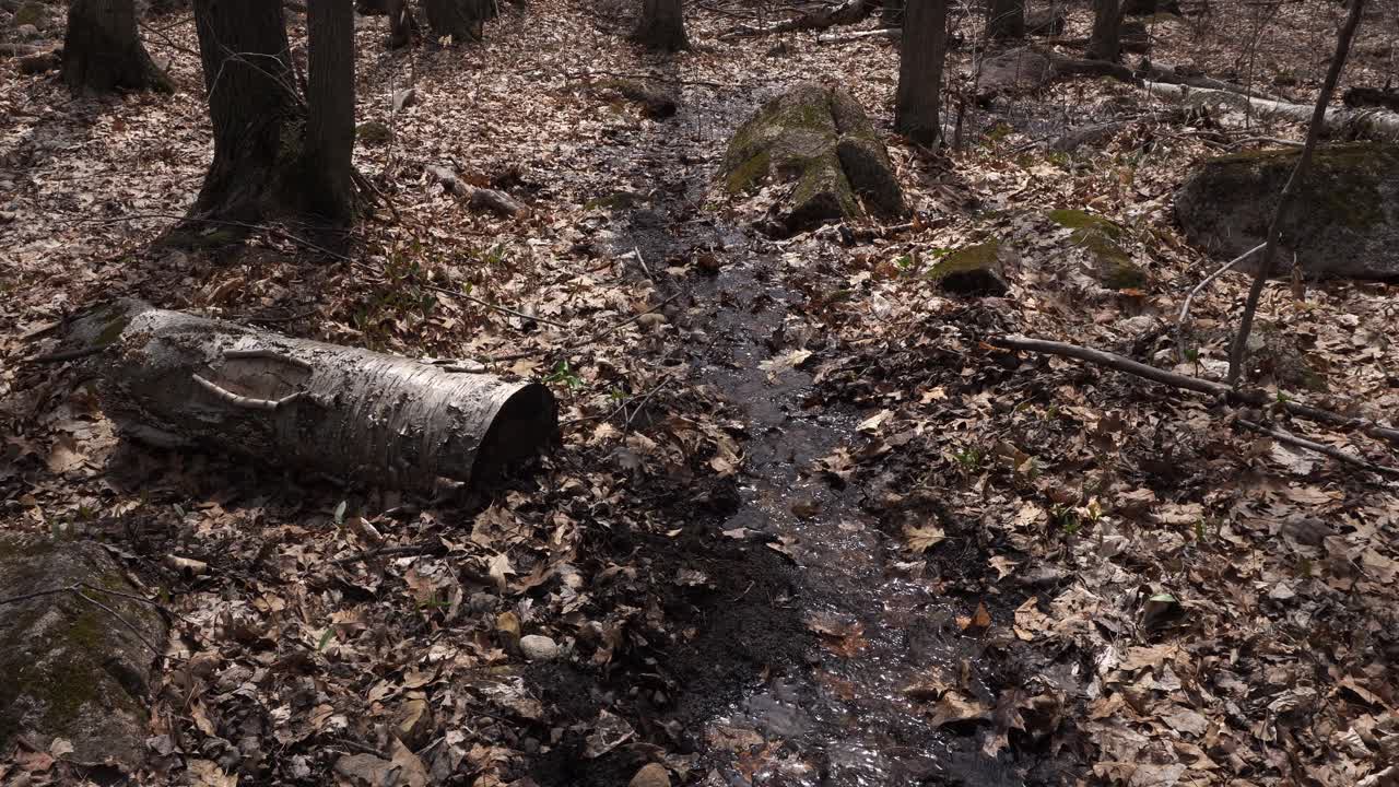The water flows through a multitude of elements that make up the forest: dead leaves, rocks, and leafless trees at the beginning of spring.