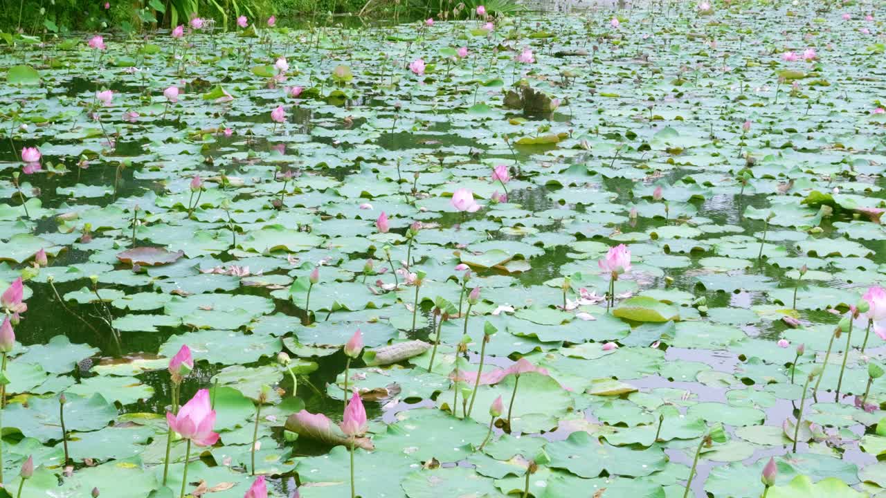 A picturesque scene of blooming lotus flowers floating on a calm lake capturing nature's serenity.