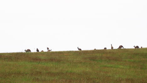 Familie-Von-Kängurus-In-Wiesenlandschaft-Gegen-Hellen-Himmel-Im-Park-In-Der-Nähe-Von-Hunter-Valley,-Australien