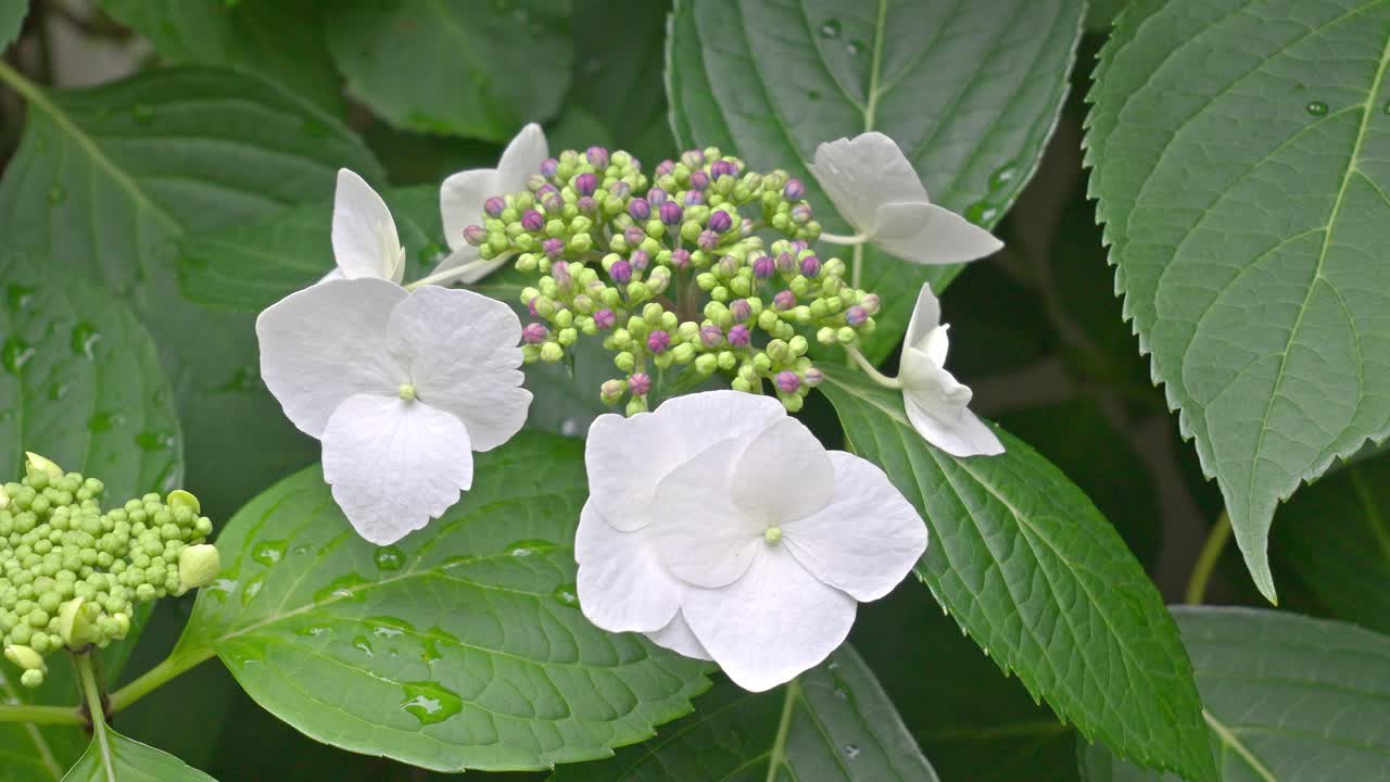 A close-up of a delicate white hydrangea in bloom, with vibrant green leaves and clusters of unopened buds, capturing the fresh beauty of a garden.