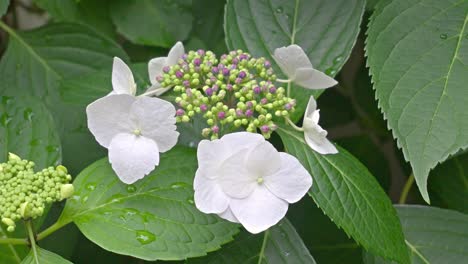 a close-up of a delicate white hydrangea in bloom, with vibrant green leaves and clusters of unopened buds, capturing the fresh beauty of a garden.