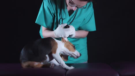 perro cachorro beagle de 4k en las orejas de control veterinario