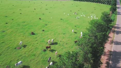 Aerial-pan-of-group-of-birds-flying-over-green-camp-with-cows-in-Brazil-Rural-Area