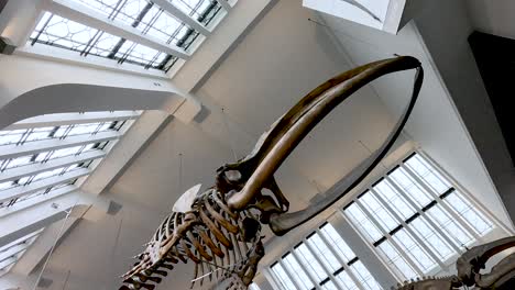 whale skeleton displayed in a museum atrium