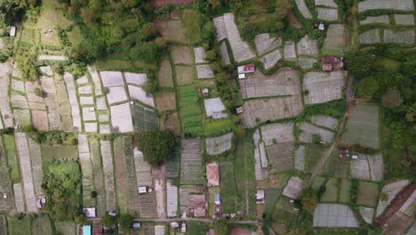 overhead view of cultivated land with agricultural crops near mount batur in bali, indonesia