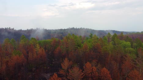 Aerial-drone-panning-shot-over-colorful-forest-on-an-autumnal-morning