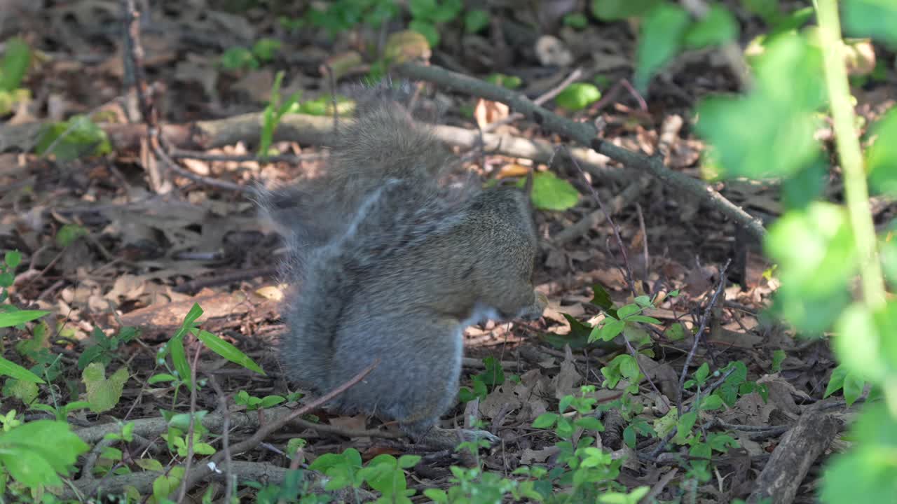 una ardilla gris en el bosque mirando a su alrededor y preguntándose qué hacer