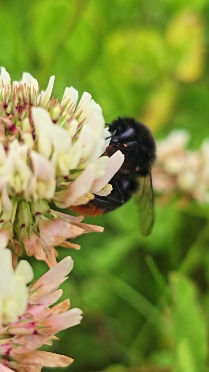 Vertical macro shot of a bumblebee searching a clover flower up close.