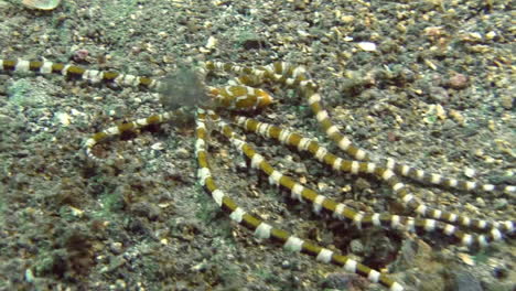 wonderpus wunderpus photogenicus moviéndose durante el día sobre fondo arenoso, esparciendo un poco de tinta para confundir a los enemigos