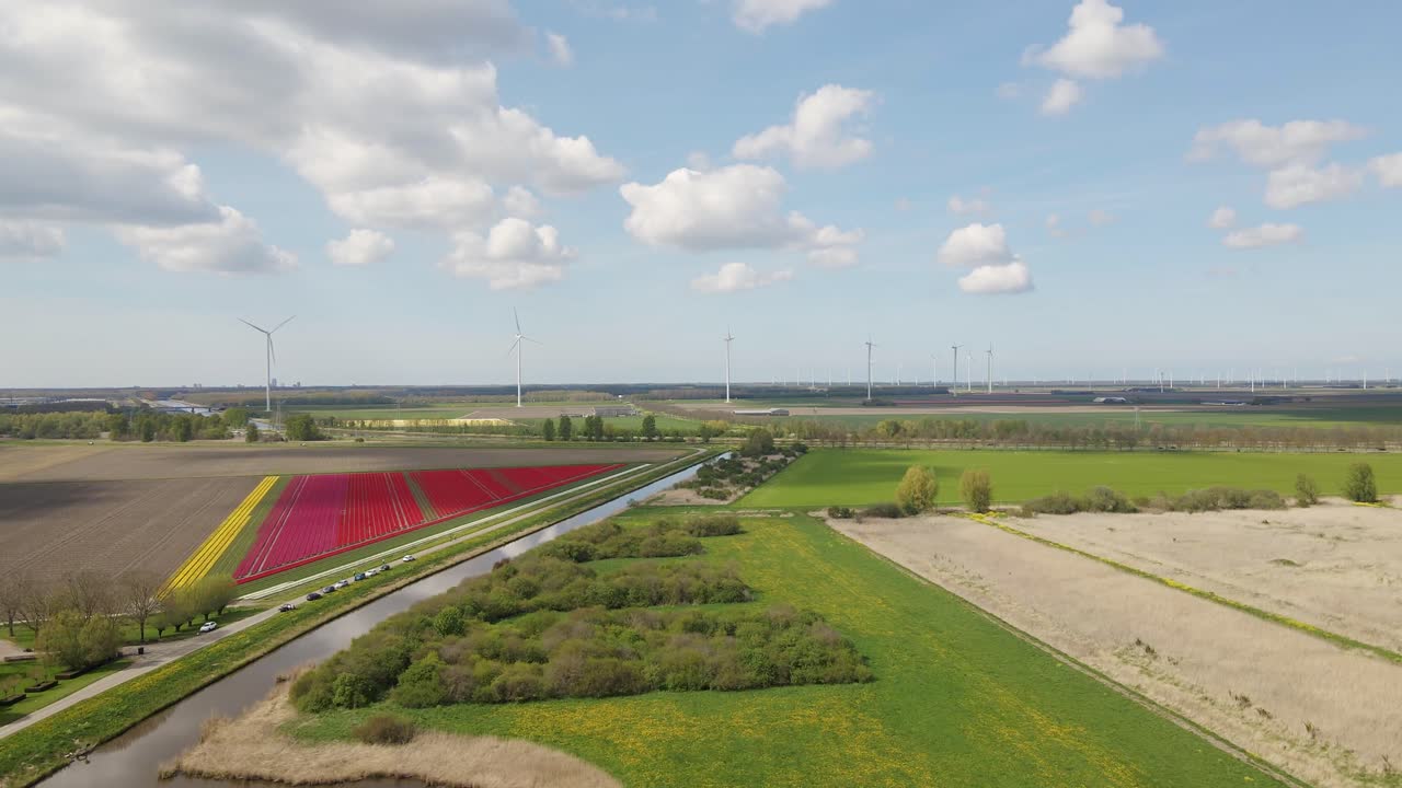 Tulip field along creek and wind turbines in the bakcground
