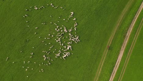 Vista-Aérea-De-Arriba-Hacia-Abajo-De-Las-Ovejas-En-Una-Granja