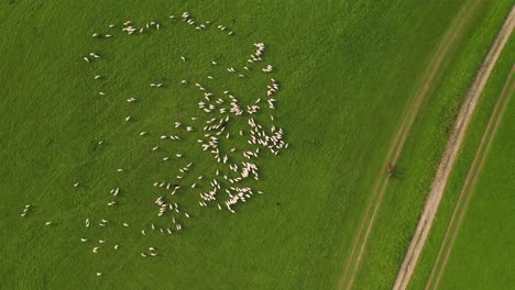 aerial top down view of sheep on a farm