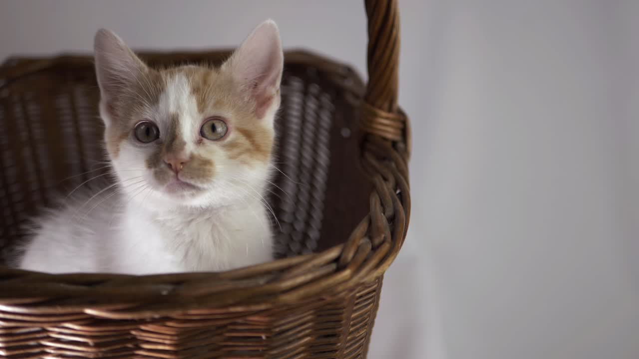 lindo gatito blanco y jengibre curioso en una canasta de tiro medio