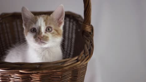 lindo gatito blanco y jengibre curioso en una canasta de tiro medio