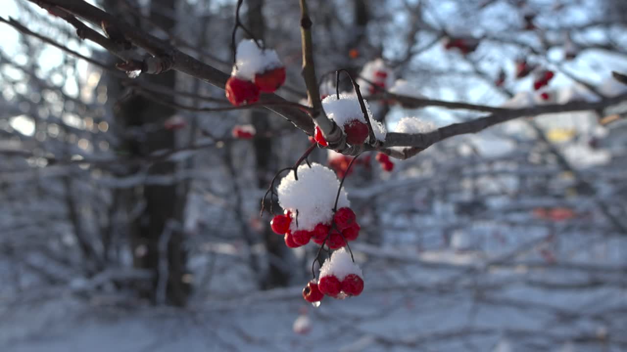 Close up footage of red Viburnum or Mountain ash berries covered with ice and snow hanging from a tree branch during a sunny winter day while thick white snow is around and blue sky visible.