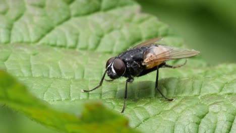 Tiro-Macro-De-Una-Mosca-Marrón-Limpiando-Sus-Piernas-Y-Alas-En-Una-Licencia-Verde-En-Cámara-Lenta