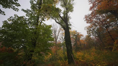 Un-Paseo-Por-El-Bosque-De-Otoño-Brumoso