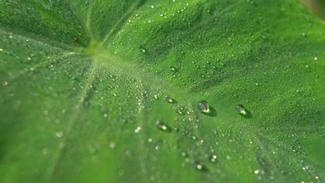 Morgentau-Fiel-Auf-Blatt