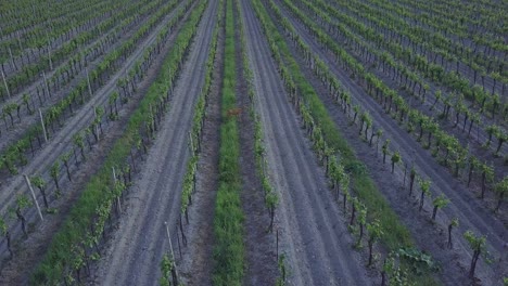 Tiro-De-Dron-De-Un-Ciervo-Hembra-Caminando-Entre-árboles-De-Vino-En-Eslovaquia