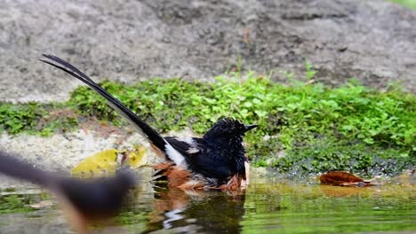 在熱的日子中在森林裡洗澡的白<unk>沙瑪 (copsychus malabaricus),在慢動作中