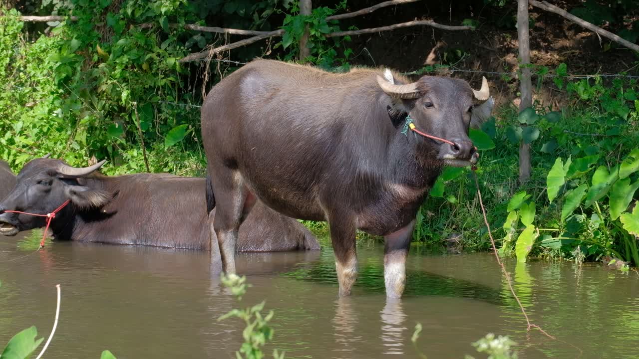 고삐가 있는 물소는 녹색 식물 근처 농장의 진흙 투성이의 갈색 강에 서 있습니다.