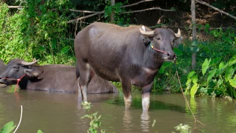 Búfalo-De-Agua-Con-Puestos-De-Halter-En-Un-Río-Marrón-Fangoso-En-Una-Granja-Cerca-De-Plantas-Verdes