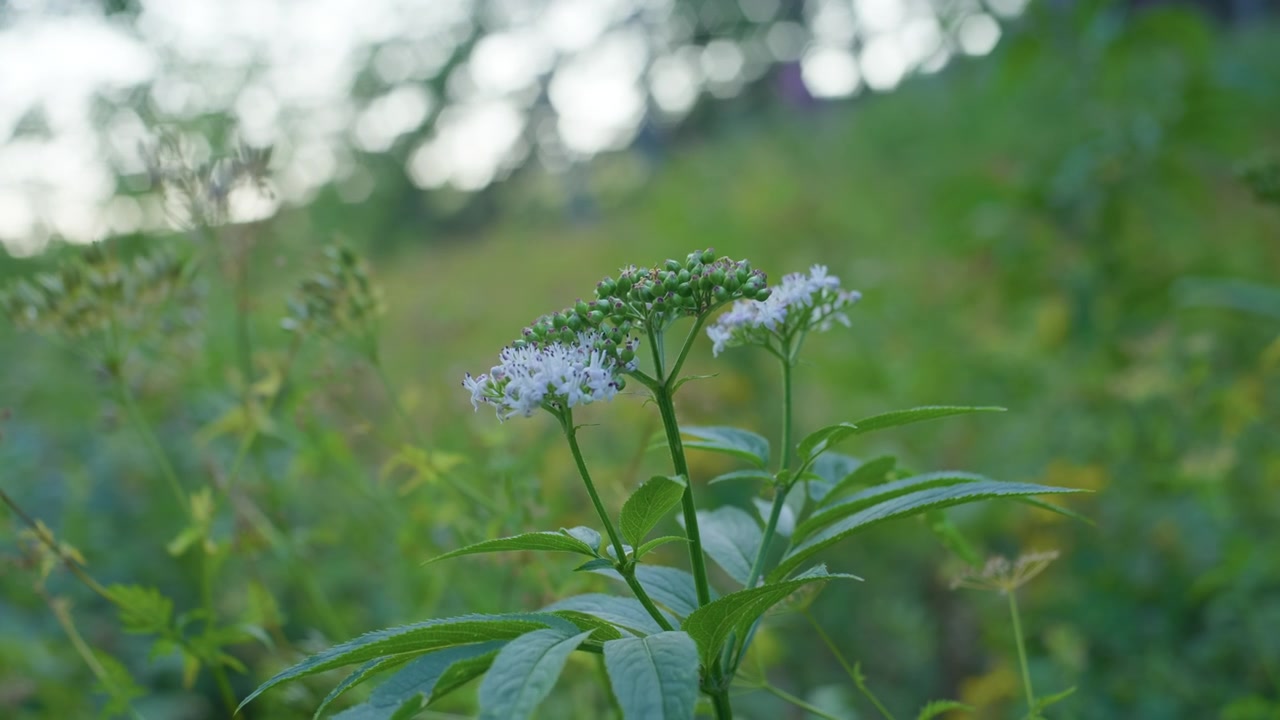 Primo piano primaverile di un prato di fiori selvatici bianchi che mostra un fiore delicato. Questo filmato evidenzia trame floreali organiche con bokeh morbido, ideale per contenuti ambientali e di benessere.