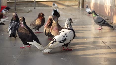 palomas en un techo