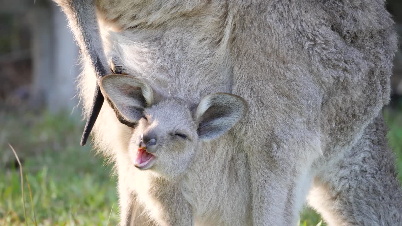 A sleepy Baby Joey Kangaroo in its mother's pouch yawns. Australian native wild animal behaviour