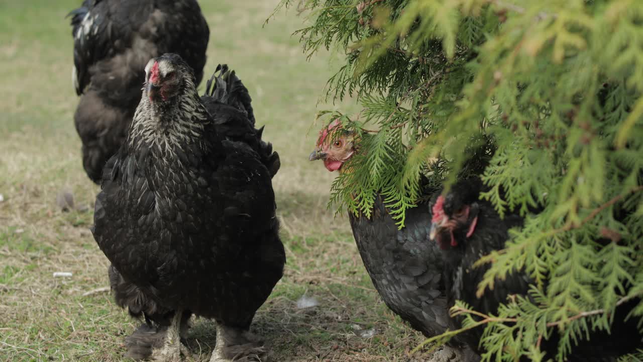 pollos en el patio cerca del árbol. pollo negro en el pueblo