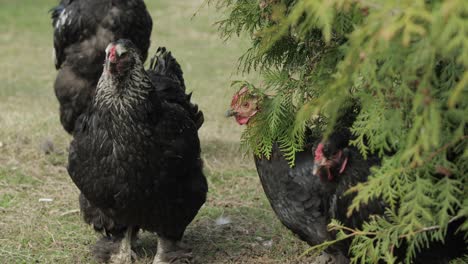 chickens in the yard near tree. black chicken in village