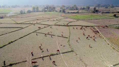 cows grazing on dry rice field