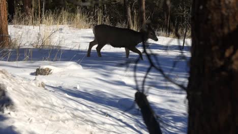 Mule-Deer-snow-walking-left-to-right-across-the-frame-and-through-snow-partially-obscured-by-a-pine-tree