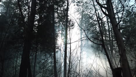 wide establishing shot of a forest with a jib down from the sky to reveal foggy area at ground level