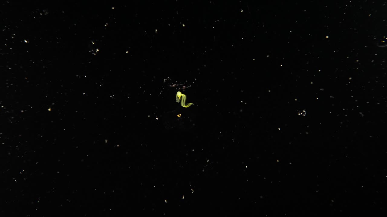A larvavation (Okiopleuridae) inside its house. Tail can be seen flapping. Yellowed by bacteria