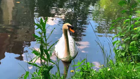 BIRDS---A-mute-swan-sitting-still-in-a-lake-with-ripples-and-the-sky-reflecting