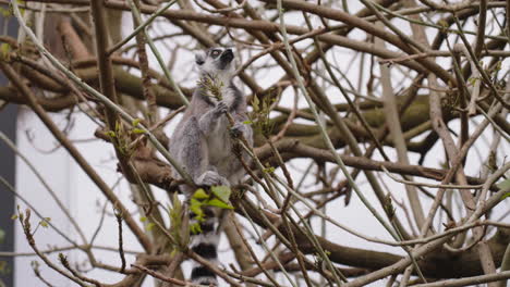 lémur de cola anillada en peligro de extinción comiendo las yemas del árbol