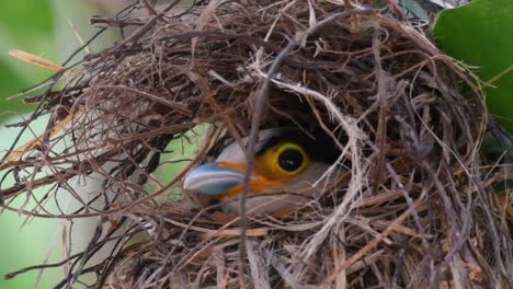 Der-Silberbrust-breitschnabel-Ist-Ein-Berühmter-Vogel-In-Thailand,-Sowohl-Lokal-Als-Auch-International