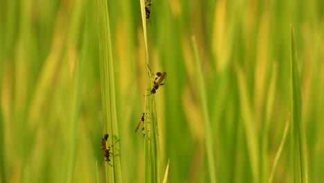 bees or playing on green grass