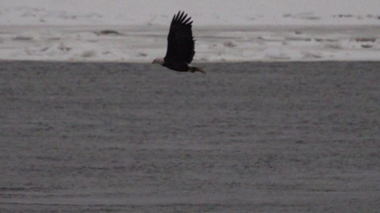 Aquila calva in volo su acqua e paesaggio innevato
