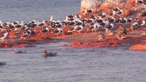 large colony of kelp gulls along with speckled teals on a exposed island resting swimming