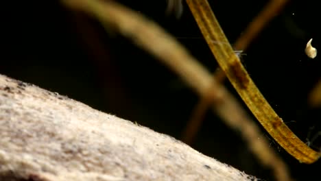 water boatman darting away and returning to perch