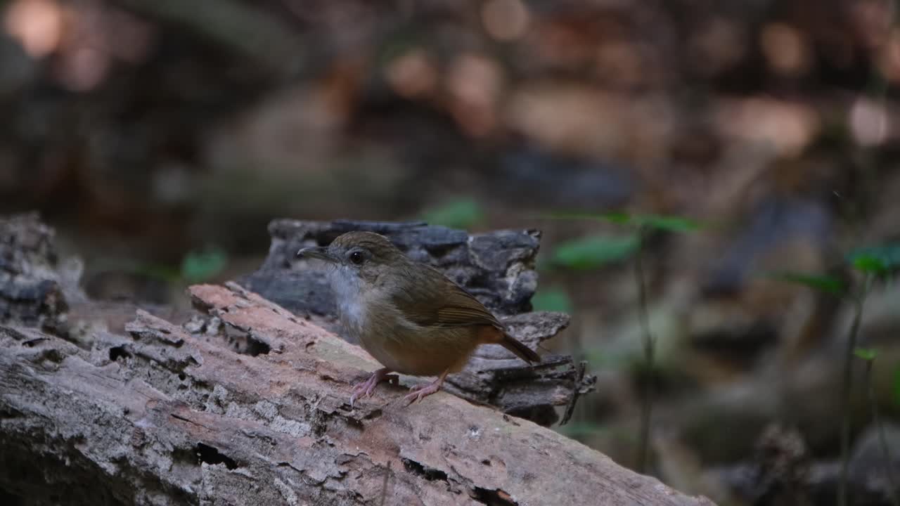 la cámara hace zoom mientras se ve en la parte superior de un tronco mirando a su alrededor, el balbuceador de abbott malacocincla abbotti